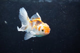 Baby Thai Oranda  Tricolor 3 Inch (ID#418TPTA-92) Free2Day SHIPPING