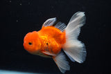 Thai Oranda  Sakura 4.5 Inch (ID#1126To5b-86) Free2Day SHIPPING