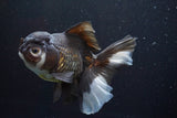 Thai Oranda  Panda 5.5 Inch (ID#917To6c-114)