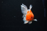 Thai Oranda  Sakura 4.5 Inch (ID#1126To5b-86) Free2Day SHIPPING