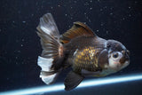 Thai Oranda  Panda 5.5 Inch (ID#917To6c-114)