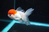Baby Thai Oranda  Red White 3 Inch (ID#418TPTA-93) Free2Day SHIPPING
