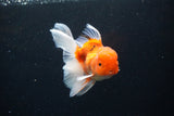 Thai Oranda  Sakura 4.5 Inch (ID#1126To5b-86) Free2Day SHIPPING