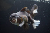 Thai Oranda  Panda 5.5 Inch (ID#917To6c-114)