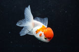 Baby Thai Oranda  Red White 3 Inch (ID#418TPTA-93) Free2Day SHIPPING