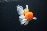 Thai Oranda  Sakura 4.5 Inch (ID#1126To5b-86) Free2Day SHIPPING