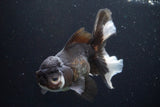 Thai Oranda  Panda 5.5 Inch (ID#917To6c-114)