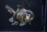 Thai Oranda  Panda 5.5 Inch (ID#917To6c-114)