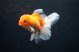 Thai Oranda  Sakura 4.5 Inch (ID#1126To5b-86) Free2Day SHIPPING