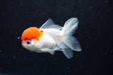Baby Thai Oranda  Red White 3 Inch (ID#418TPTA-93) Free2Day SHIPPING