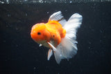 Thai Oranda  Sakura 4.5 Inch (ID#1126To5b-86) Free2Day SHIPPING