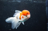 Baby Thai Oranda  Red White 3 Inch (ID#418TPTA-93) Free2Day SHIPPING