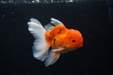 Thai Oranda  Sakura 4.5 Inch (ID#1126To5b-86) Free2Day SHIPPING