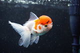 Baby Thai Oranda  Red White 3 Inch (ID#418TPTA-93) Free2Day SHIPPING