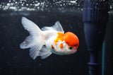 Baby Thai Oranda  Red White 3 Inch (ID#418TPTA-93) Free2Day SHIPPING