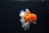 Thai Oranda  Sakura 4.5 Inch (ID#1126To5b-86) Free2Day SHIPPING