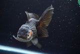 Thai Oranda  Tricolor 5 Inch (ID#917To6c-115)