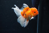 Thai Oranda  Sakura 4.5 Inch (ID#1126To5b-86) Free2Day SHIPPING