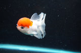 Baby Thai Oranda  Red White 3 Inch (ID#418TPTA-93) Free2Day SHIPPING