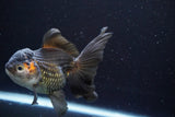 Thai Oranda  Tricolor 5 Inch (ID#917To6c-115)