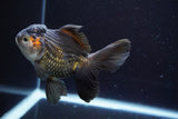 Thai Oranda  Tricolor 5 Inch (ID#917To6c-115)