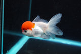 Baby Thai Oranda  Red White 3 Inch (ID#418TPTA-93) Free2Day SHIPPING