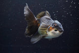 Thai Oranda  Tricolor 5 Inch (ID#917To6c-115)