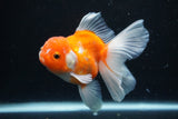 Thai Oranda  Sakura 4.5 Inch (ID#1126To5b-87) Free2Day SHIPPING