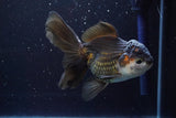 Thai Oranda  Tricolor 5 Inch (ID#917To6c-115)