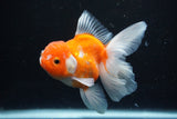 Thai Oranda  Sakura 4.5 Inch (ID#1126To5b-87) Free2Day SHIPPING