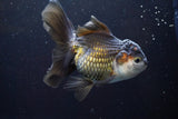 Thai Oranda  Tricolor 5 Inch (ID#917To6c-115)