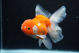 Thai Oranda  Sakura 4.5 Inch (ID#1126To5b-87) Free2Day SHIPPING