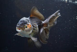 Thai Oranda  Tricolor 5 Inch (ID#917To6c-115)