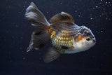 Thai Oranda  Tricolor 5 Inch (ID#917To6c-115)