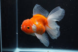 Thai Oranda  Sakura 4.5 Inch (ID#1126To5b-87) Free2Day SHIPPING