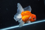 Thai Oranda  Sakura 4.5 Inch (ID#1126To5b-87) Free2Day SHIPPING