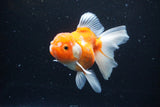 Thai Oranda  Sakura 4.5 Inch (ID#1126To5b-87) Free2Day SHIPPING