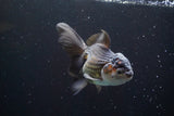 Thai Oranda  Tricolor 5 Inch (ID#917To6c-115)