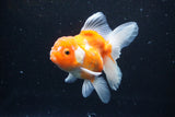 Thai Oranda  Sakura 4.5 Inch (ID#1126To5b-87) Free2Day SHIPPING