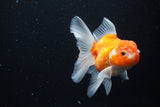 Thai Oranda  Sakura 4.5 Inch (ID#1126To5b-87) Free2Day SHIPPING