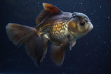 Thai Oranda  Panda 6 Inch (ID#917To6c-116)