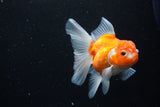 Thai Oranda  Sakura 4.5 Inch (ID#1126To5b-87) Free2Day SHIPPING