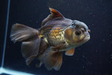 Thai Oranda  Panda 6 Inch (ID#917To6c-116)