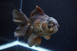 Thai Oranda  Panda 6 Inch (ID#917To6c-116)