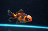Baby Thai Oranda  Tricolor 3 Inch (ID#418TPTA-95) Free2Day SHIPPING