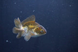 Baby Thai Oranda  Bronze 3 Inch (ID#1025ToPTA-32) Free2Day SHIPPING