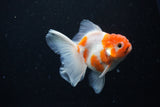 Thai Oranda  Sakura 3.5 Inch (ID#1126To5b-88) Free2Day SHIPPING