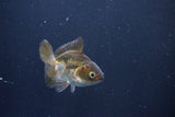 Baby Thai Oranda  Bronze 3 Inch (ID#1025ToPTA-32) Free2Day SHIPPING