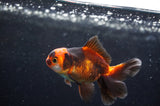 Baby Thai Oranda  Tricolor 3 Inch (ID#418TPTA-95) Free2Day SHIPPING