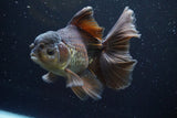 Thai Oranda  Panda 6 Inch (ID#917To6c-116)